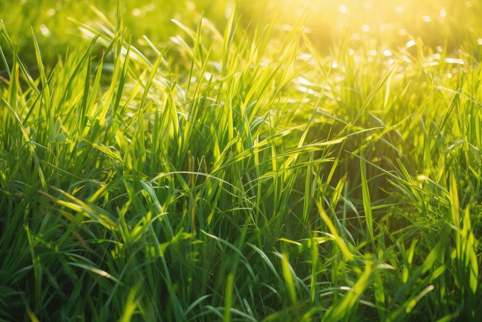 Conseils d'entretien du gazon pour le printemps