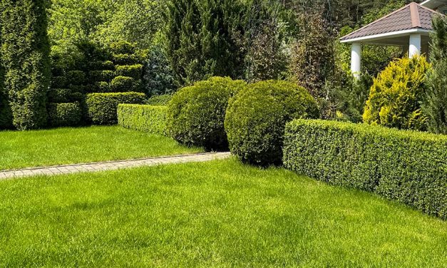 A Greener Haven: Decoding the Art of Lawn Watering Frequency
