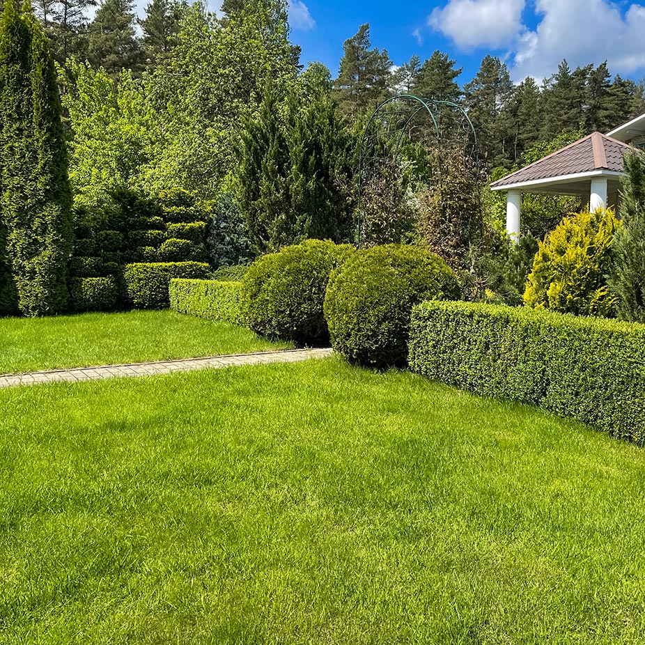 A Greener Haven: Decoding the Art of Lawn Watering Frequency
