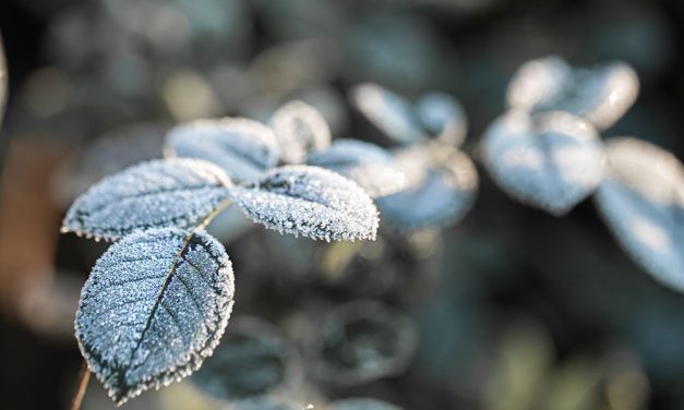 Comment Préparer Vos Plantes et Arbres pour l’Hiver : Guide Pratique