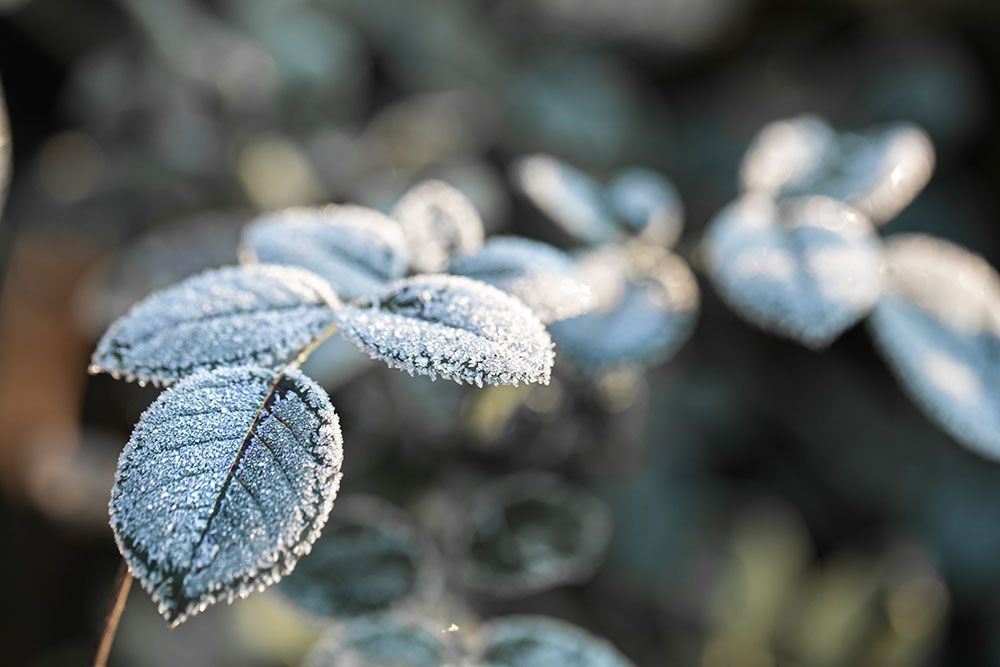 Comment Préparer Vos Plantes et Arbres pour l'Hiver : Guide Pratique